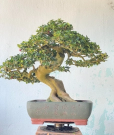 Triphasia trifolia bonsai artwork