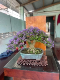 Vietnamese blue bell, full flowers