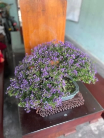 Vietnamese blue bell, full flowers