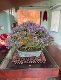 Vietnamese blue bell, full flowers