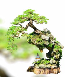 Tamarind bonsai artwork