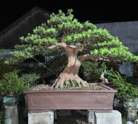 Vietnamese pine tree