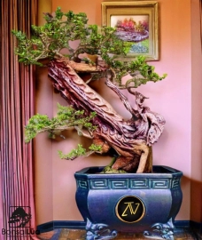 Bonsai artwork