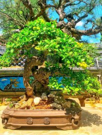 Scopolia nana bonsai tree