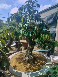 Star apple tree