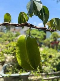 Star fruit tree