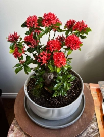 Bonsai collection: mature lotus ixora is blooming