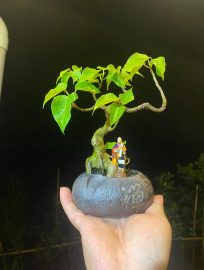 Bodhi mini tree