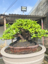 Yellow Ixora tree