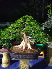 Orange jasmine tree