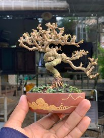 Antidesma acidum mini tree