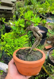 Dành dành nhật