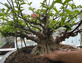 Vietnamese water jasmine