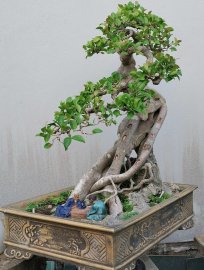 Red Ficus tree