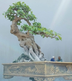 Red Ficus tree