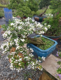 Vietnamese blue bell, white flowers