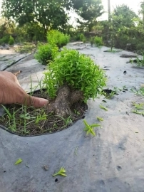 Mùa thu hoạch linh sam, trung nu giá lẻ 150k, 200k