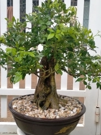 Nguyệt quế Bonsai