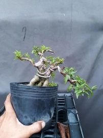 Bonsai giá 50k-300k