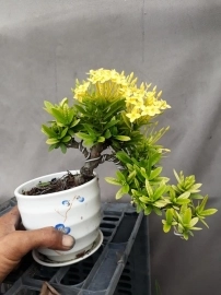 Bonsai giá rẻ