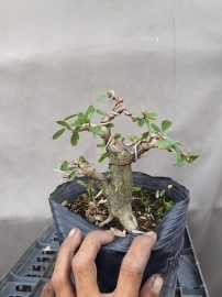 Bonsai giá rẻ