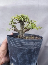 Bonsai giá rẻ