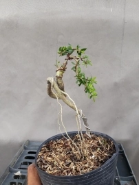 Bonsai giá rẻ