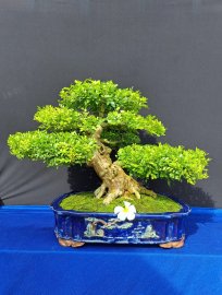Nguyệt quế