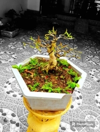 Lâu lắm mới gặp được 1 em mộc hương bonsai