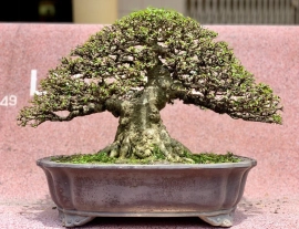 Vietnamese water jasmine bonsai tree