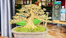 Vietnamese water jasmine bonsai tree