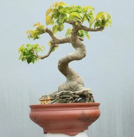 Bodhi mini tree