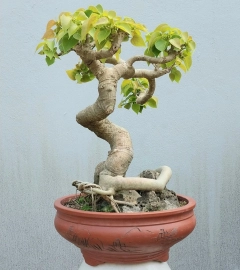 Bodhi mini tree