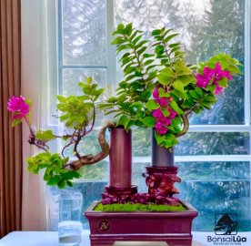 Bougainvillea trees