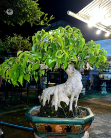 Ficus benjamina tree