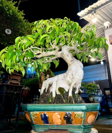 Ficus benjamina tree