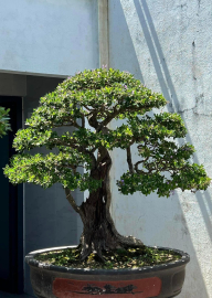 Vietnamese blue bell tree