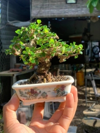 Antidesma acidum mini tree 10cm