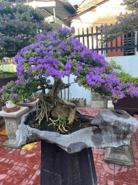 Vietnamese blue bell tree