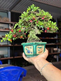 Scopolia nana bonsai tree