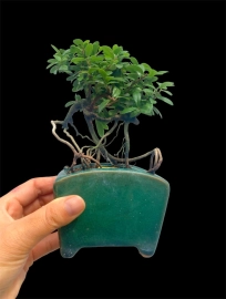 Scopolia nana mini tree