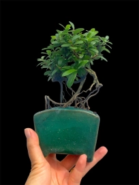 Scopolia nana mini tree