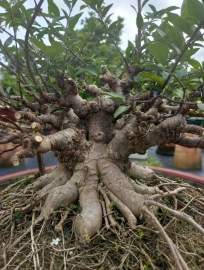 Vietnamese water jasmine