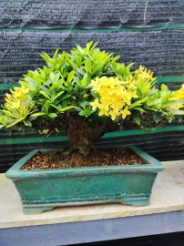 Yellow Ixora