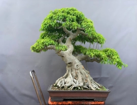 Ficus benjamina bonsai tree