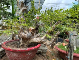 Queen's flower tree over rock