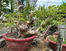 Queen's flower tree over rock