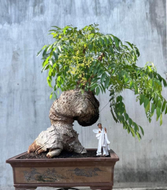 Spondias dulcis bonsai tree