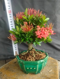 Red Ixora tree