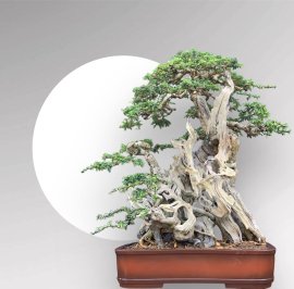 Indigoberry bonsai artwork